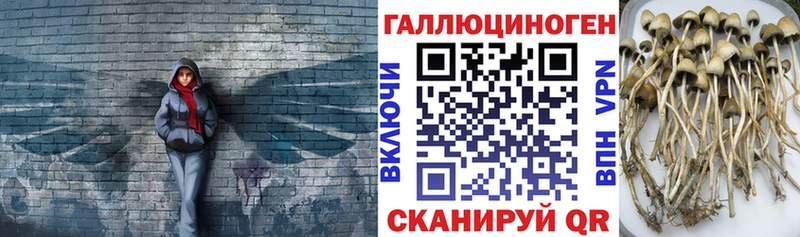 Псилоцибиновые грибы Psilocybine cubensis  мега ССЫЛКА  Калининград 